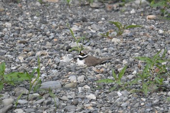 コチドリ 野川 2019年4月28日(日)