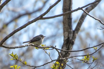 Sun, 4/28/2019 Birding report at 荒沢湿原