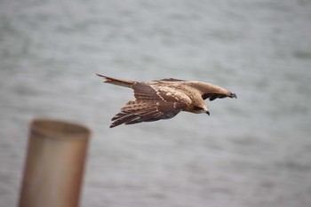 トビ 沼津港 2019年4月28日(日)