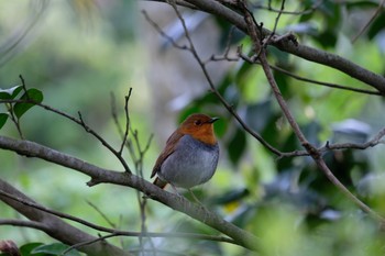 Japanese Robin 普正寺の森(大池) Sun, 4/28/2019