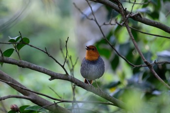 Japanese Robin 普正寺の森(大池) Sun, 4/28/2019