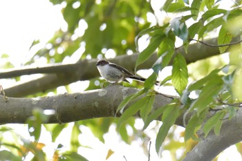 2019年4月28日(日) 三重県民の森の野鳥観察記録