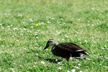 Eastern Spot-billed Duck Hama-rikyu Gardens Sun, 4/28/2019