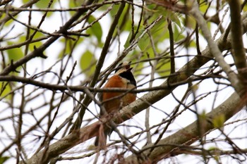 ヤマガラ 和歌山県植物公園緑化センター 2019年4月28日(日)