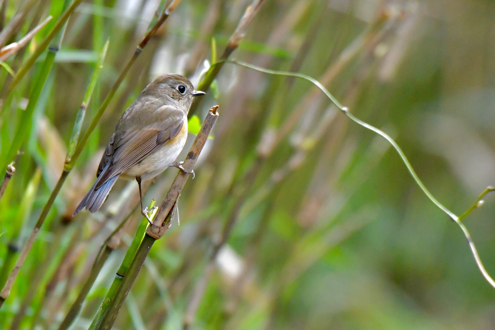 Photo of Red-flanked Bluetail at 普正寺の森(二天橋) by 倶利伽羅