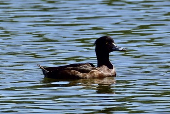 Tufted Duck Hama-rikyu Gardens Sun, 4/28/2019