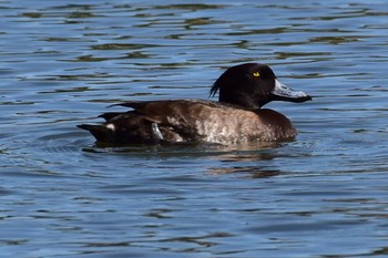 Tufted Duck Hama-rikyu Gardens Sun, 4/28/2019