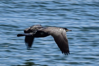 ウミウ 浜離宮恩賜庭園 2019年4月28日(日)