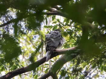 Sat, 4/27/2019 Birding report at Shakujii Park