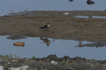 Red-rumped Swallow 酒匂川 Sun, 4/21/2019