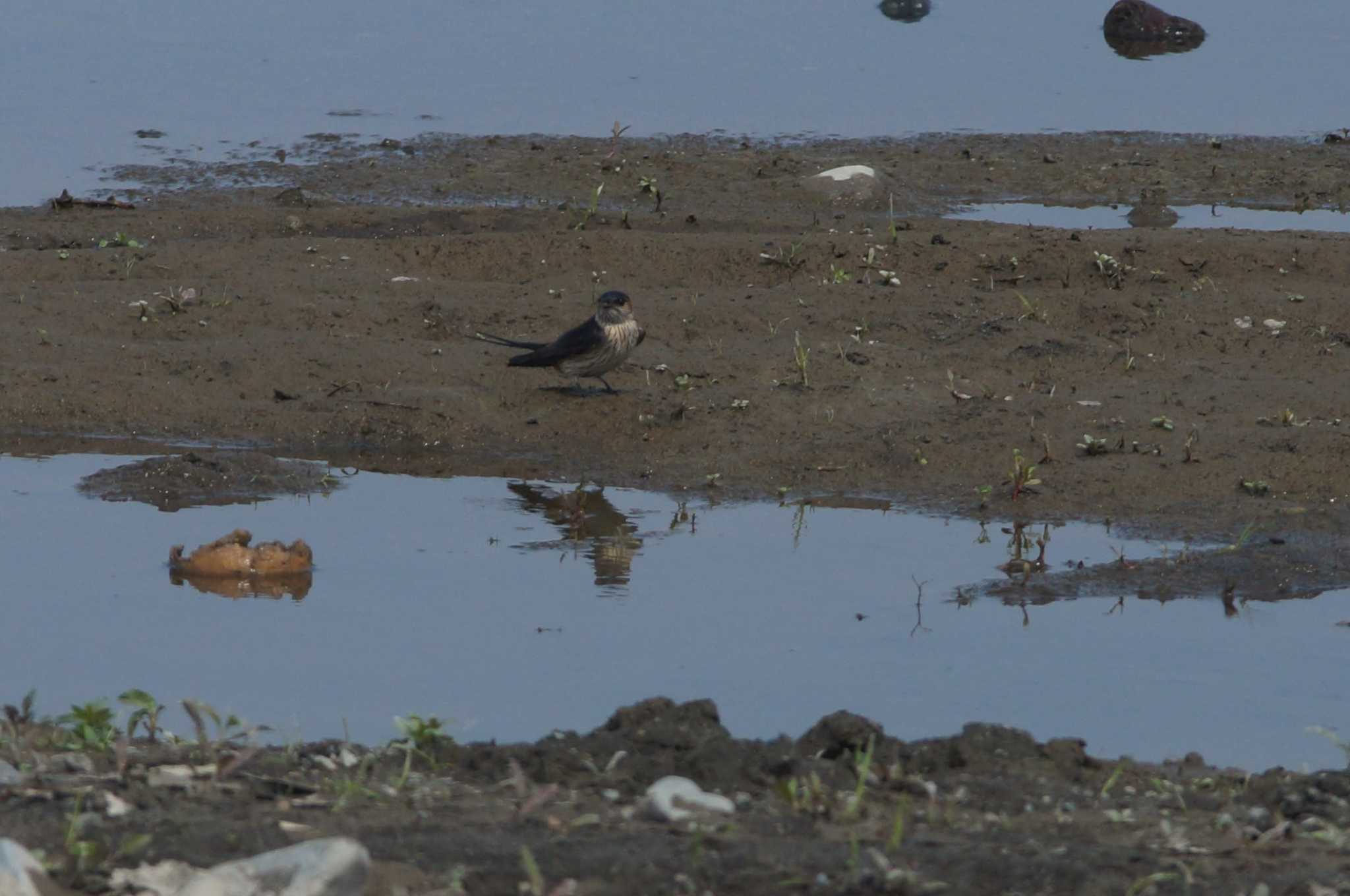 Red-rumped Swallow