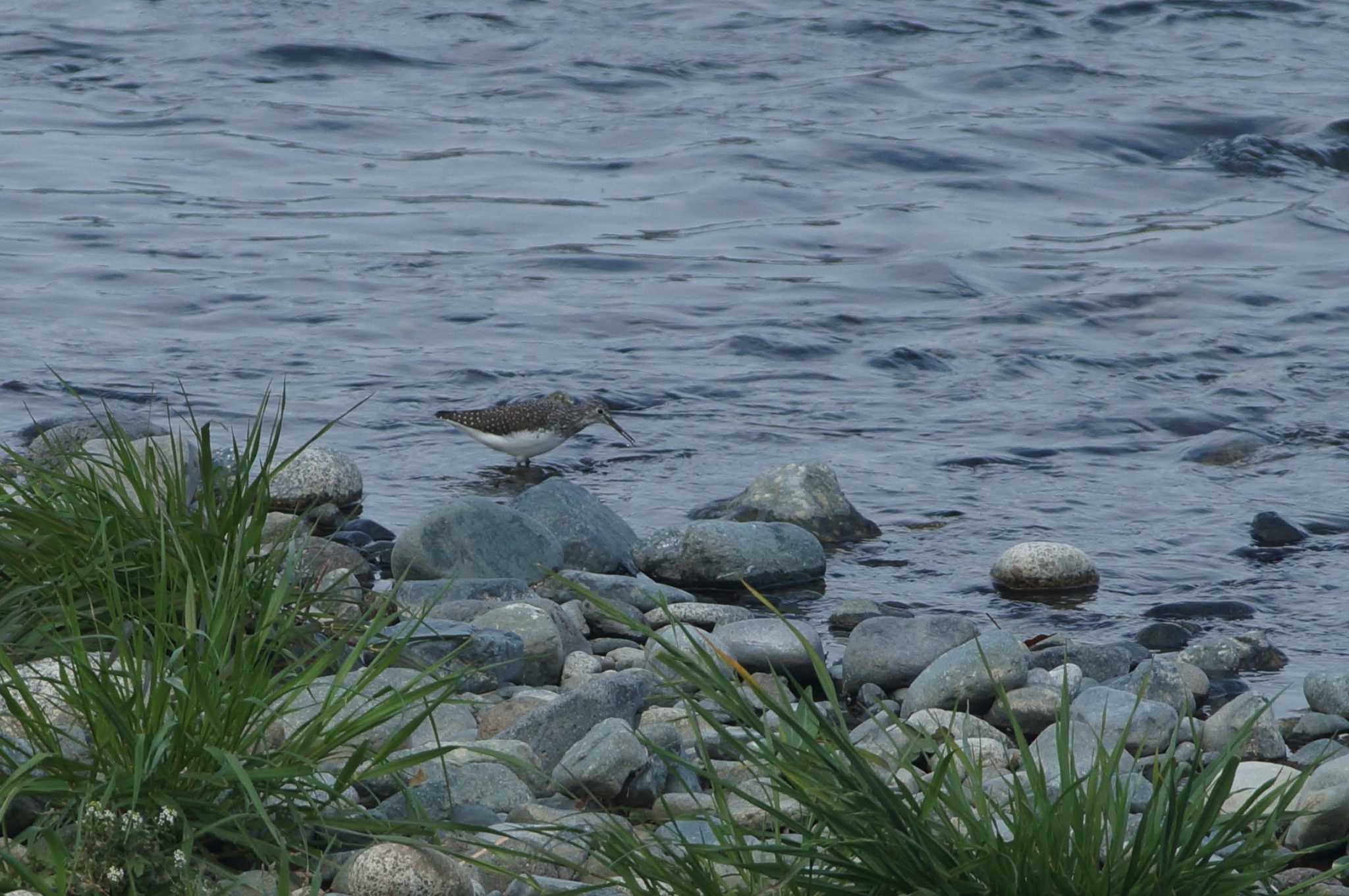 Green Sandpiper