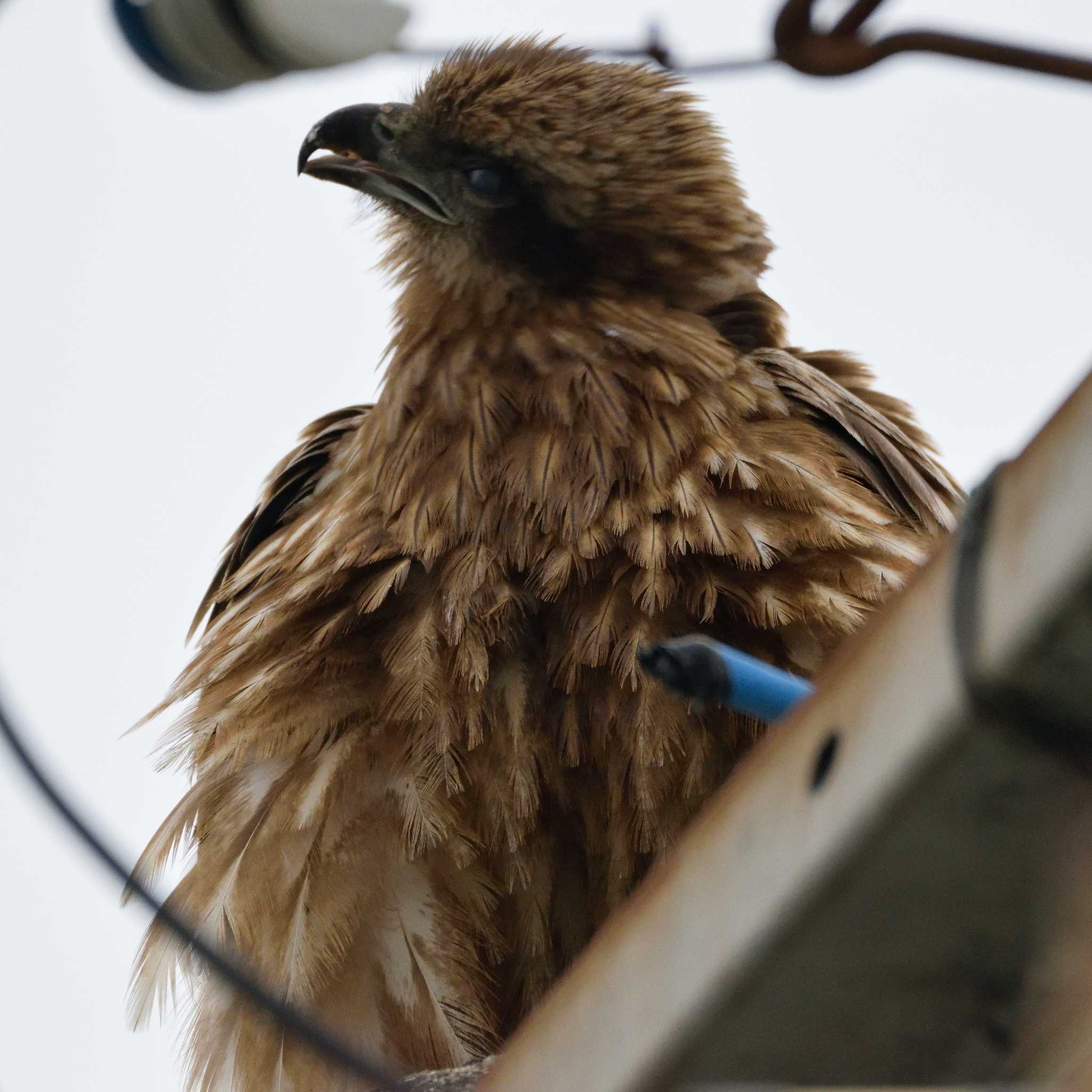 Photo of Black Kite at 岡湊神社 by poyon ぽよん