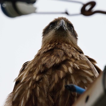 Black Kite 岡湊神社 Sun, 4/28/2019