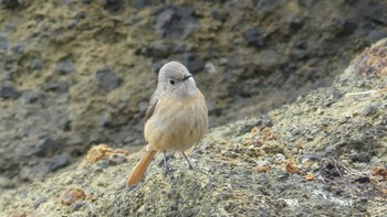 2019年4月27日(土) 鴎島(北海道江差町)の野鳥観察記録