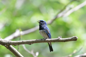 オオルリ 三重県民の森 2019年4月28日(日)