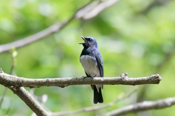 オオルリ 三重県民の森 2019年4月28日(日)