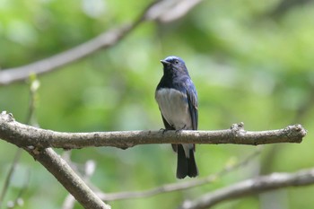 オオルリ 三重県民の森 2019年4月28日(日)