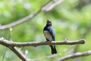 オオルリ 三重県民の森 2019年4月28日(日)