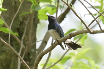 オオルリ 三重県民の森 2019年4月28日(日)