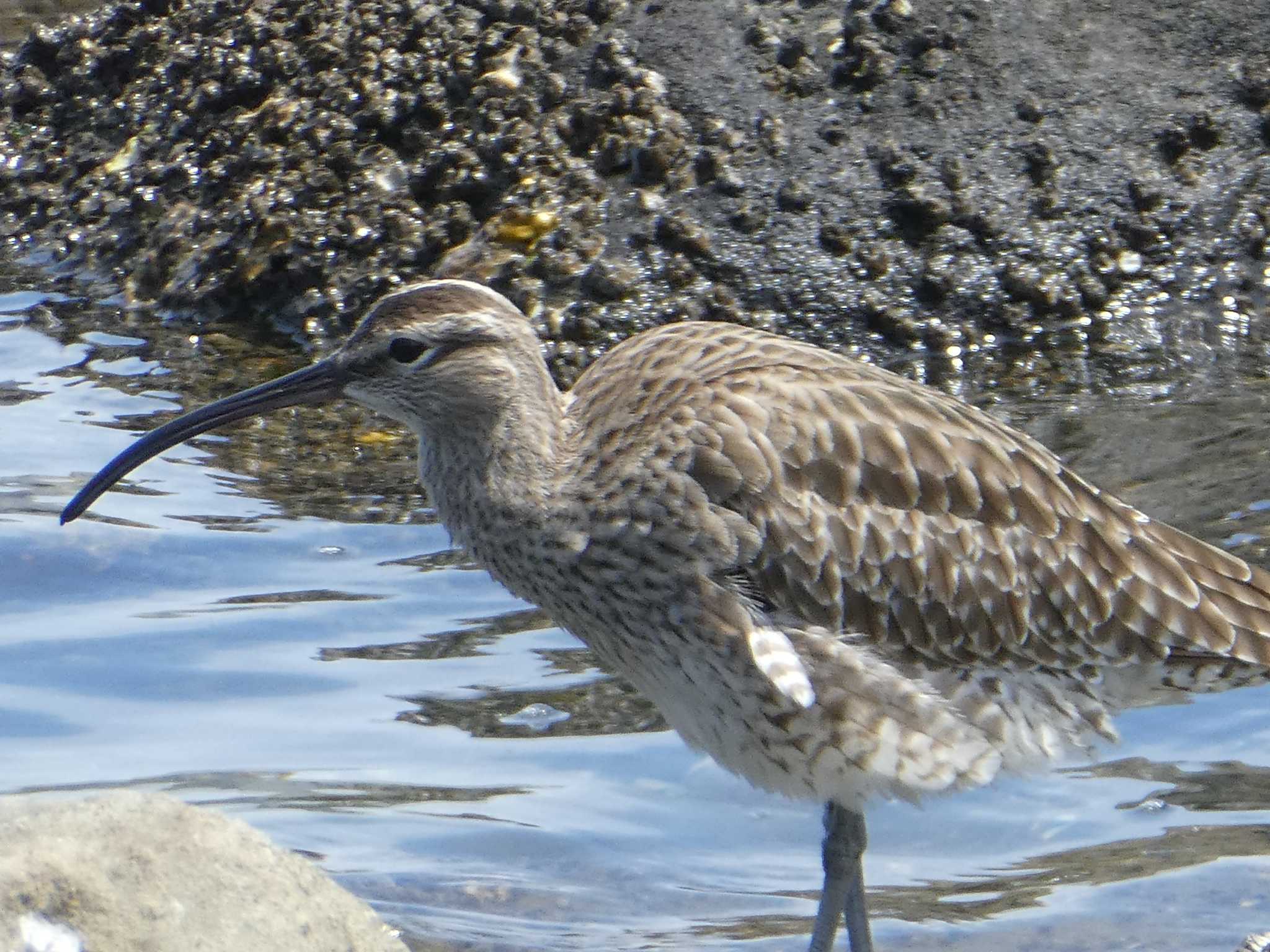 東京港野鳥公園 チュウシャクシギの写真 by Kozakuraband