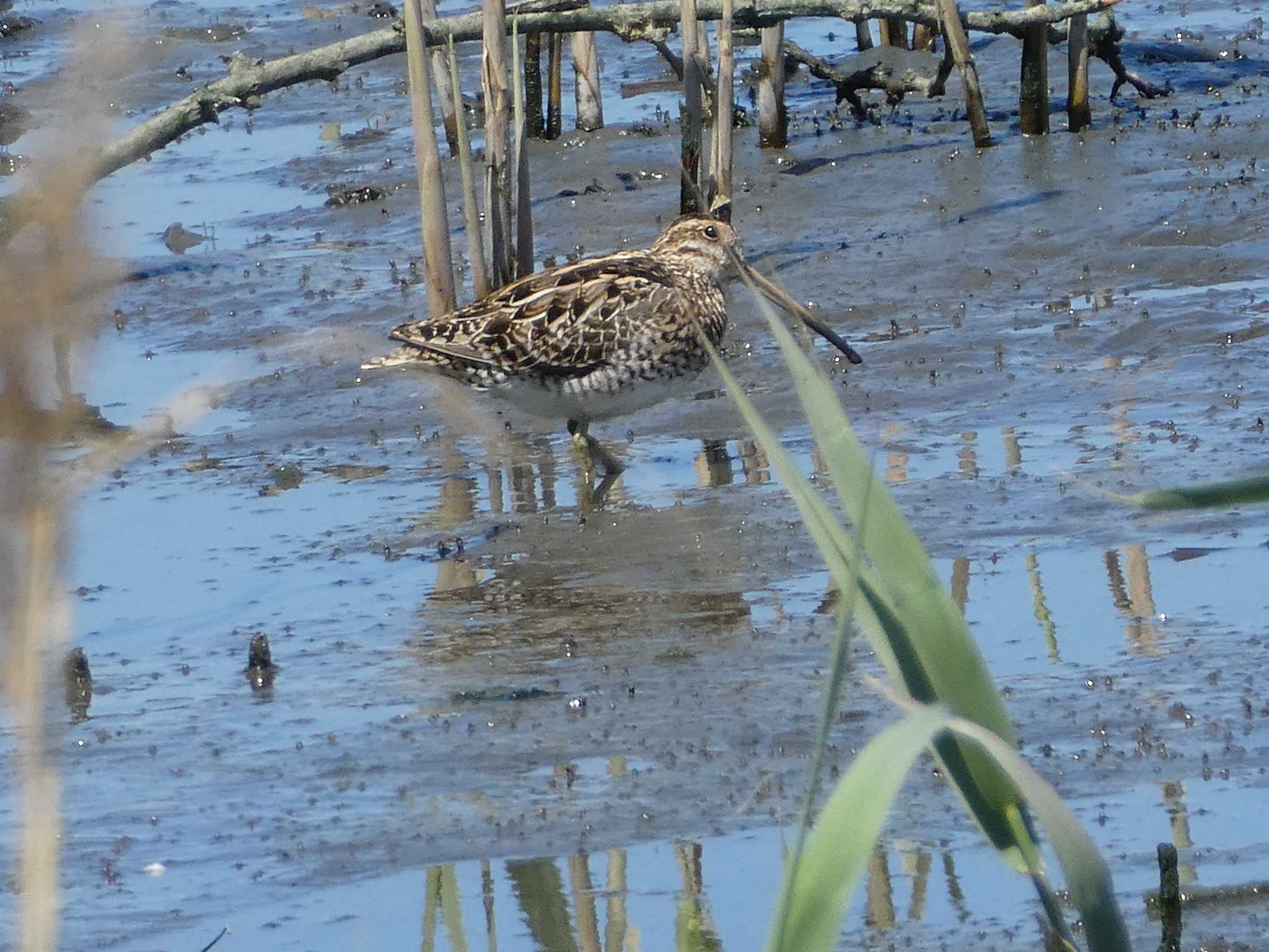 東京港野鳥公園 タシギの写真 by Kozakuraband