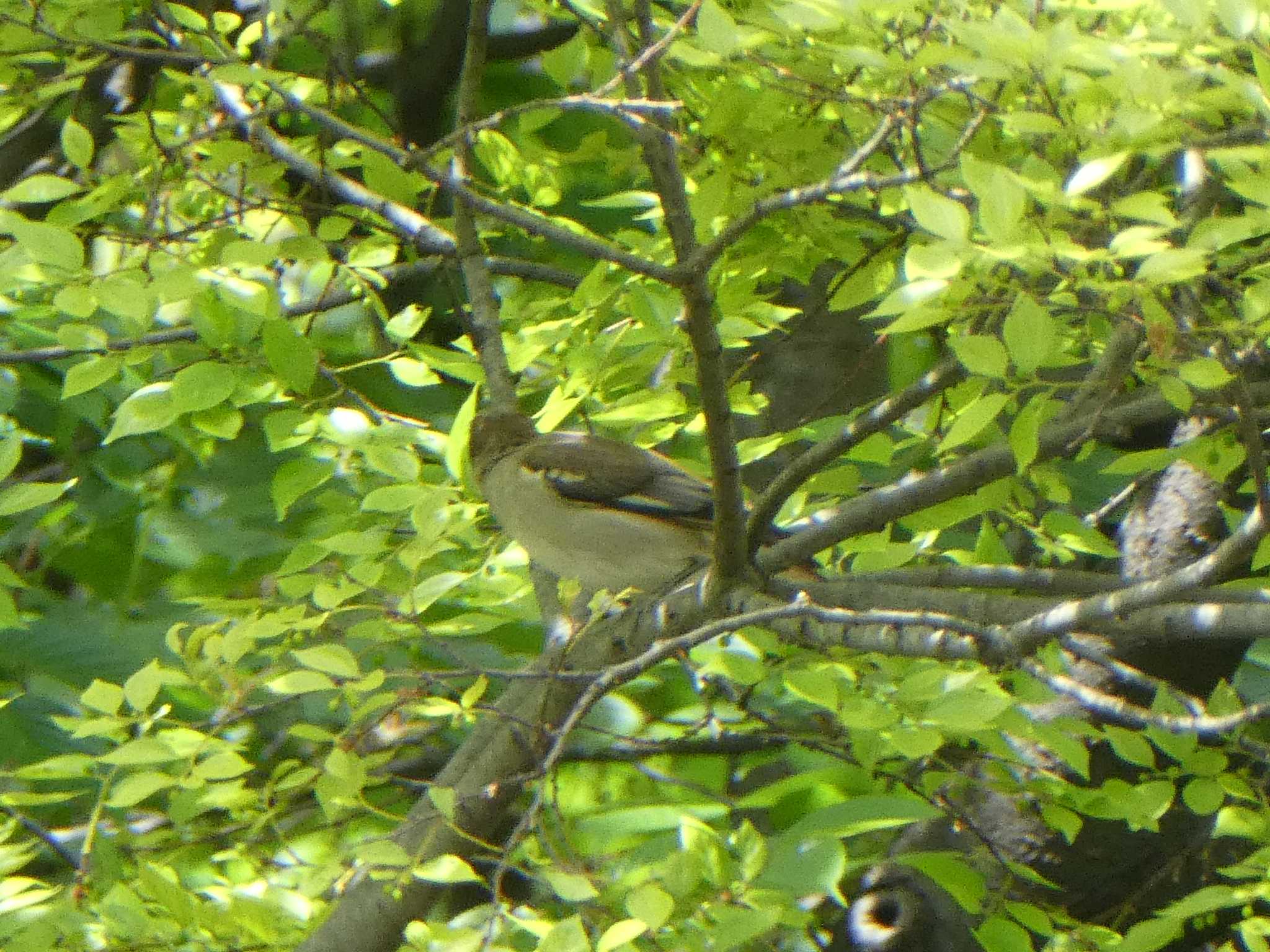 東京港野鳥公園 コムクドリの写真 by Kozakuraband