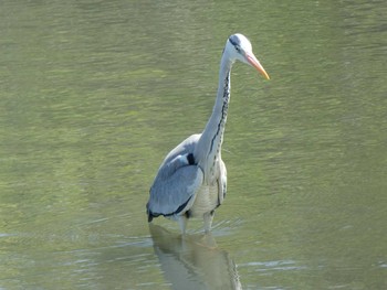 2019年4月28日(日) 東京港野鳥公園の野鳥観察記録