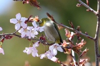 メジロ 北海道 函館市 見晴公園 2019年4月28日(日)