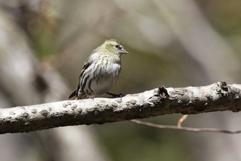 マヒワ 北海道 函館市 見晴公園 2019年4月28日(日)