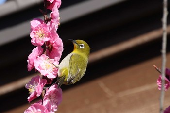 メジロ 北海道 函館市 見晴公園 2019年4月28日(日)