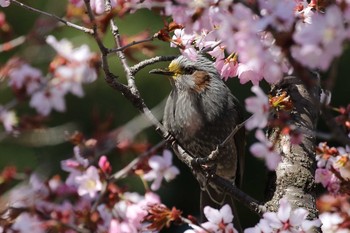 ヒヨドリ 北海道 函館市 見晴公園 2019年4月28日(日)