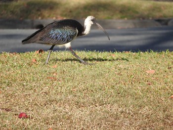 Straw-necked Ibis Esplanade(Cairns) Sun, 9/2/2018