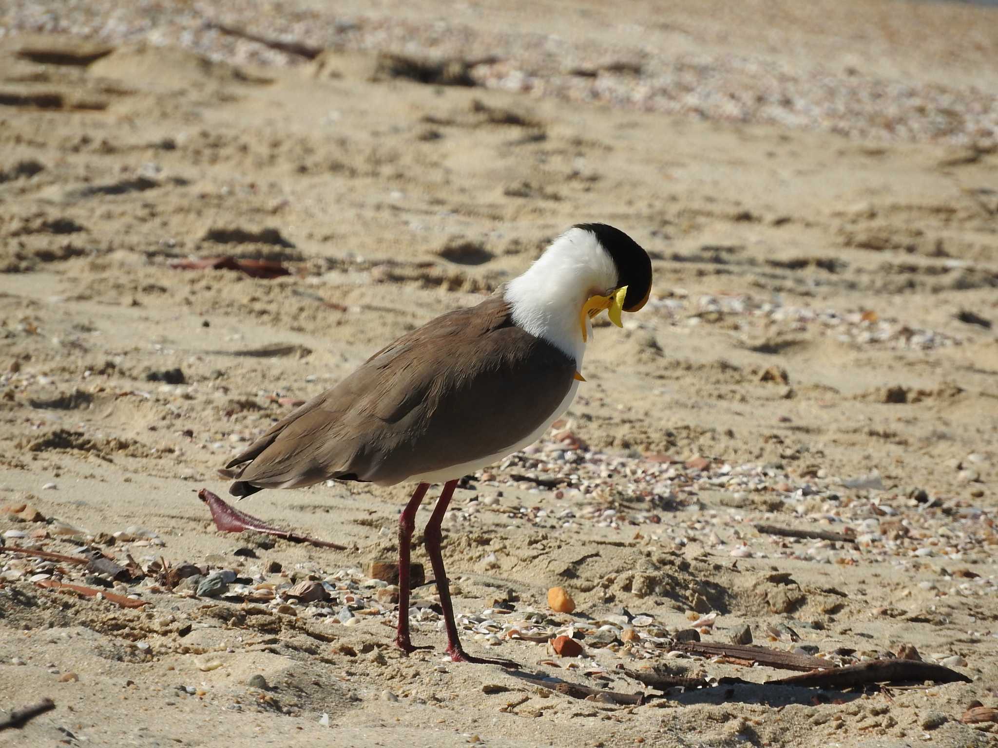 Photo of Masked Lapwing at Esplanade(Cairns) by M Yama