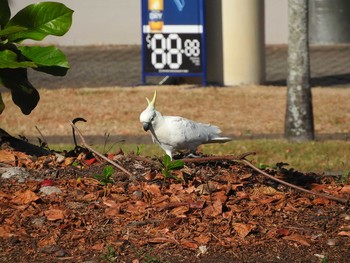 Sulphur-crested Cockatoo