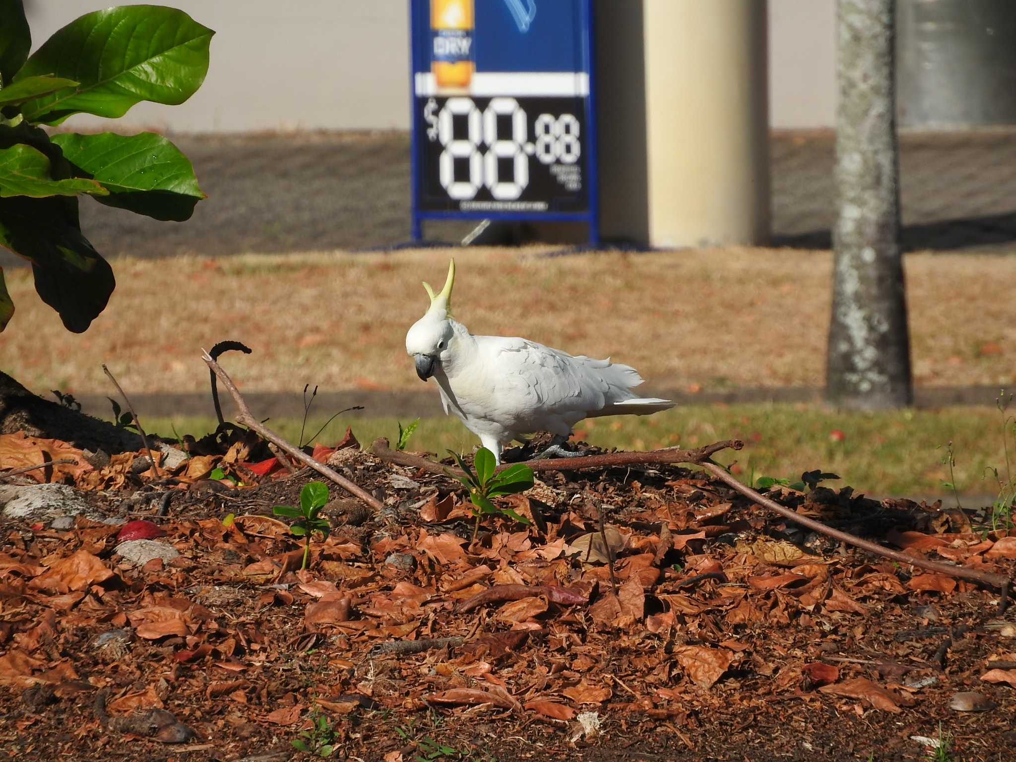 Photo of Sulphur-crested Cockatoo at Esplanade(Cairns) by M Yama