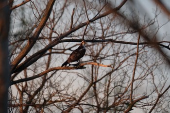 Osprey Unknown Spots Sat, 4/20/2019