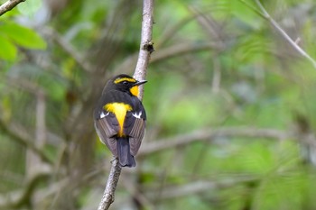 キビタキ 普正寺の森(二天橋) 2019年4月27日(土)