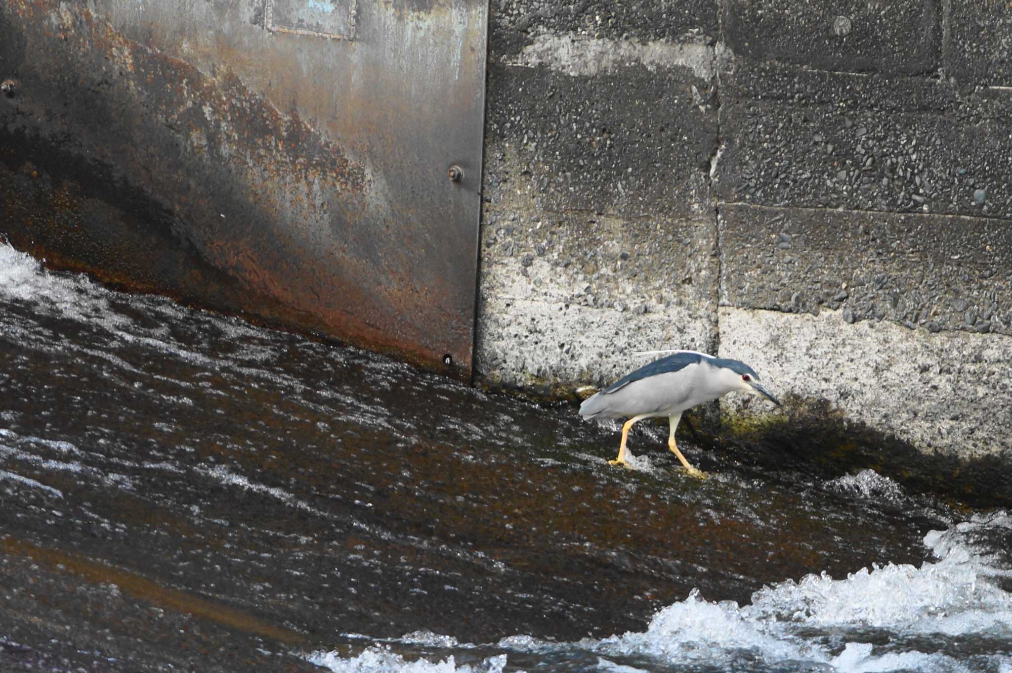 Black-crowned Night Heron