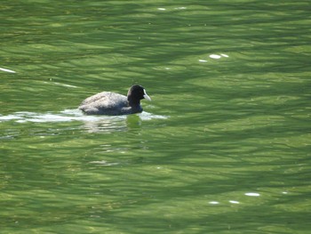 Eurasian Coot 川原大池 Wed, 4/3/2019