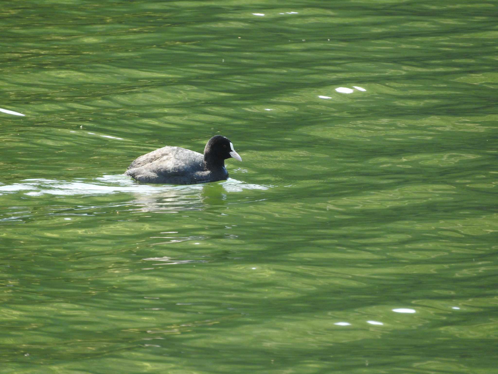 Photo of Eurasian Coot at 川原大池 by M Yama