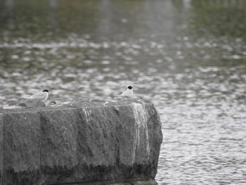 コアジサシ 多摩川二ヶ領宿河原堰 2019年4月29日(月)