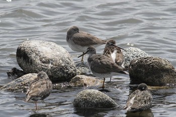 2019年4月28日(日) 五主海岸の野鳥観察記録