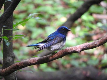 Blue-and-white Flycatcher 雲仙あざみ谷 Wed, 7/11/2018