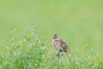 Eurasian Skylark 山口県下関市 Sun, 4/28/2019