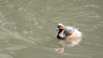 2019年4月28日(日) 茅ヶ崎里山公園の野鳥観察記録