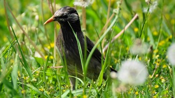 ムクドリ 茅ヶ崎里山公園 2019年4月28日(日)