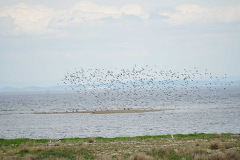 2019年4月26日(金) 五主海岸の野鳥観察記録