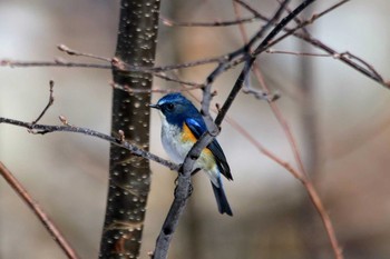 ルリビタキ 北海道 鹿追町 然別峡 2019年4月20日(土)