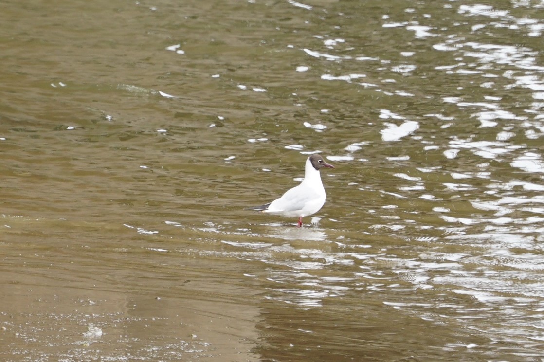 Black-headed Gull